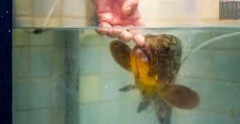 Bari pescivendolo salva la vita a una cernia la adotta e la chiama Elena